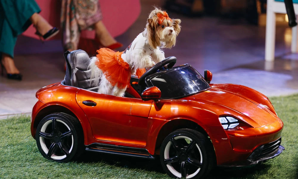 В мире домашних животных: Телешоу про тех, у кого лапки